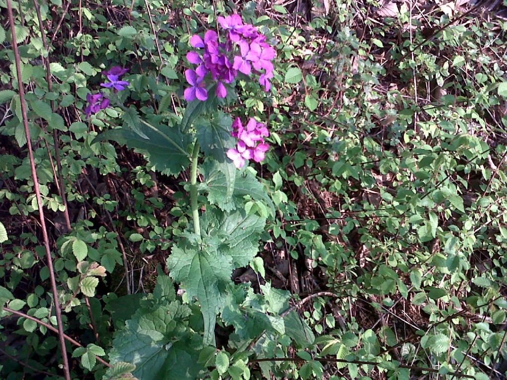 Lunaria annua